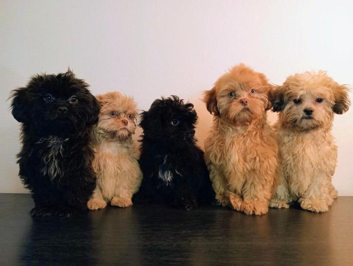Mooie Boomer pups, ShihTzu x Maltezer., Dieren en Toebehoren, Honden | Chihuahua's en Gezelschapshonden, Meerdere dieren, Overige rassen