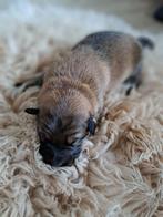 Australian Shepherd pups x Eurasier/ Border collie, Dieren en Toebehoren, CDV (hondenziekte), Particulier, Meerdere, 8 tot 15 weken