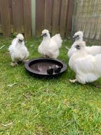 4 zijdehoen kippen incl Hok, Dieren en Toebehoren, Pluimvee, Vrouwelijk, Kip