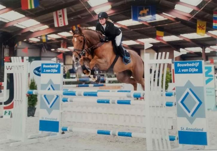 Prachtige en brave springruin te koop!, Dieren en Toebehoren, Paarden, Ruin, M, 170 tot 175 cm, 11 jaar of ouder, Springpaard