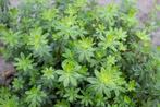 Lievevrouwebedstro (Galium odoratum) 5 voor 12,50, Tuin en Terras, Planten | Tuinplanten, Ophalen of Verzenden, Zomer, Volle zon
