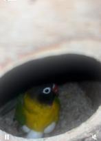 Kromsnavels  te koop, Meerdere dieren, Parkiet