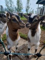 3 jonge geiten bokjes., Mannelijk, Geit