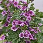 Malva Sylvestris Zebrina zaden, Tuin en Terras, Bloembollen en Zaden, Ophalen of Verzenden, Voorjaar, Volle zon, Zaad
