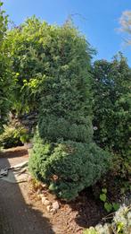 Mooie Cipres, Ophalen, Volle zon, Overige soorten