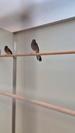 Chamalijster – keuze uit 8 koppels | onverwante vogels, Meerdere dieren, Geringd