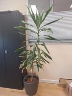 Dracaena Fragrans 'Janet Craig' - 150cm, Ophalen, Overige soorten, Halfschaduw, In pot
