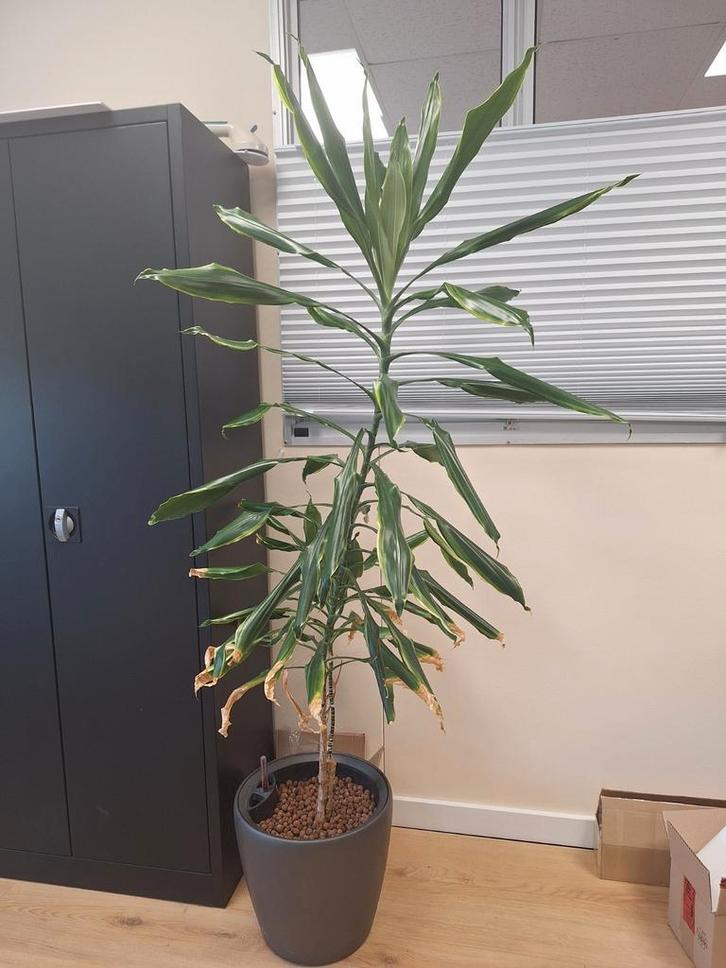 Dracaena Fragrans 'Janet Craig' - 150cm, Huis en Inrichting, Kamerplanten, Overige soorten, 150 tot 200 cm, Groene kamerplant