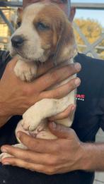 Pup 10, Dieren en Toebehoren, Particulier, Rabiës (hondsdolheid), 15 weken tot 1 jaar, Buitenland