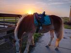 Stalling voor (koudbloed) pony aangeboden, Stalling