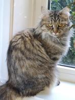Siberische kat poes, Dieren en Toebehoren, Katten en Kittens | Raskatten | Langhaar, Poes, Gechipt, 3 tot 5 jaar