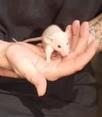 Dwergratjes super lief en super tam., Augustus, Meerdere dieren, Tam