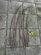 Stekken vijgenboom, Tuin en Terras, Planten | Fruitbomen, Ophalen, Minder dan 100 cm, Vijgenboom