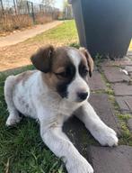 Hondenopvang Oss (Berghem) - kleinschalig & Huiselijk, Uitlaatservice