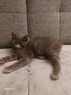 Nog 2 maincoon  kittens ( katers), Dieren en Toebehoren, Katten en Kittens | Raskatten | Langhaar, Meerdere dieren, Ontwormd