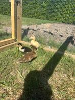 Eenden kuikens, Meerdere dieren, Eend