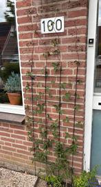Clematis Montana Rubens (x2) ~ 190 cm, Tuin en Terras, Planten | Tuinplanten, Vaste plant, Ophalen of Verzenden, Halfschaduw, Klimplanten