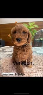 Australian labradoodle pups ( uit geteste ouders), Rabiës (hondsdolheid), Overige rassen, 8 tot 15 weken, Meerdere