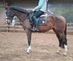 Superbrave 7 jr allrounder 1,63(familie-manege-sport), Dieren en Toebehoren, Paarden, Merrie, B, Gechipt, 7 tot 10 jaar