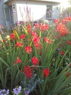 crocosmia lucifer, Ophalen, Zomer, Overige soorten, Volle zon