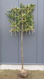 Leibomen. Leilaurier verschillende soorten, Tuin en Terras, Ophalen of Verzenden, Volle zon, Overige soorten