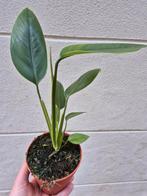 Rhaphidophora Tetrasperma Megaphylla p12, meerdere vergelijk, Huis en Inrichting, Ophalen of Verzenden, Overige soorten, Minder dan 100 cm