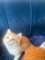 Mooie lieve kitten laatste kitten‼️‼️, Dieren en Toebehoren, Meerdere dieren, 0 tot 2 jaar
