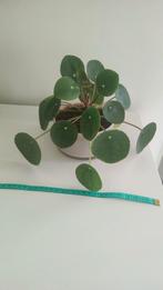 Pilea in pot, Ophalen, Overige soorten, In pot, Minder dan 100 cm