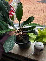 Kamerplanten, Huis en Inrichting, Kamerplanten, Ophalen of Verzenden, Halfschaduw, Minder dan 100 cm