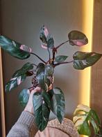 Philodendron Pink Princess, Ophalen, Halfschaduw, Minder dan 100 cm