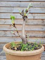 kastanje bonsai, Tuin en Terras, Planten | Bomen, Minder dan 100 cm, Overige soorten, Ophalen of Verzenden