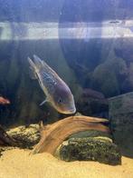 Te koop trio Paraneetroplus cichliden, Dieren en Toebehoren, Vissen | Aquariumvissen, Vis, Zoetwatervis