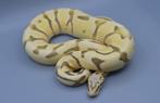 Python Regius - Verschillende koningspythons, Slang, Tam