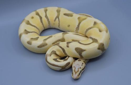 Python Regius - Verschillende koningspythons, Dieren en Toebehoren, Reptielen en Amfibieën, Slang, Tam