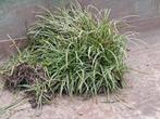 Carex plant (gratis afhalen), Tuin en Terras, Planten | Tuinplanten, Vaste plant, Siergrassen, Ophalen, Bloeit niet