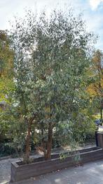 Eycalyptus bomen, Tuin en Terras, Ophalen of Verzenden, Volle zon, Overige soorten