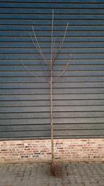 Juglans regia (Walnotenboom)🌳, Ophalen, Overige soorten