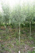 Knotwilg, Volle zon, Lente, 100 tot 250 cm, Overige soorten