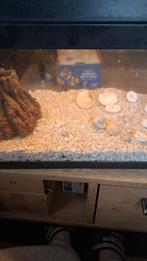 Verlicht aquarium met zand ., Dieren en Toebehoren, Vissen | Aquaria en Toebehoren, Ophalen, Zo goed als nieuw, Leeg aquarium