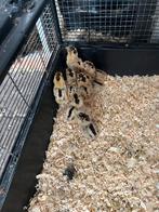 Goudpel kuikens, Meerdere dieren, Kip