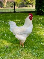 Biologische broedeieren – mix van sterke rassen, Dieren en Toebehoren, Pluimvee, Geslacht onbekend, Kip