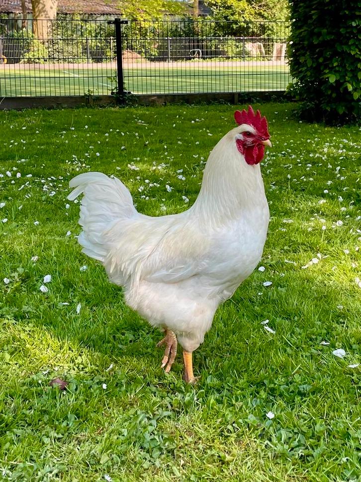 Biologische broedeieren – mix van sterke rassen, Dieren en Toebehoren, Pluimvee, Kip, Geslacht onbekend