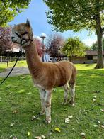 Drachtige alpaca merrie - WF Earl Grey dochter, Dieren en Toebehoren, Juni, Vrouwelijk