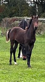 Kwpn hengst veulen, Dieren en Toebehoren, Paarden, Hengst, Niet van toepassing, Dressuurpaard, 0 tot 2 jaar