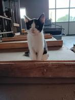 Kittens, diverse kleuren. Meest katertjes, Dieren en Toebehoren, Katten en Kittens | Overige Katten