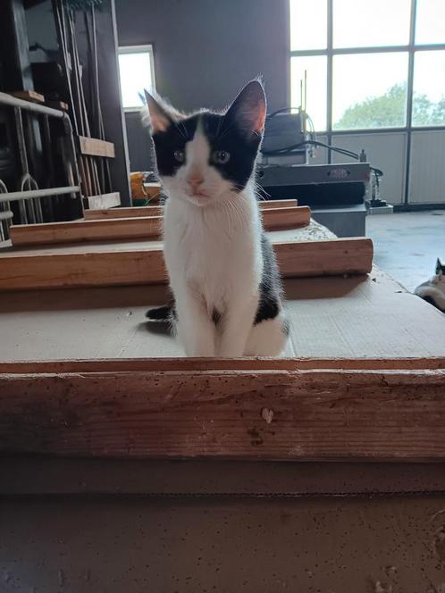 Kittens, diverse kleuren. Meest katertjes, Dieren en Toebehoren, Katten en Kittens | Overige Katten