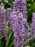 Liriope big blue, Ophalen of Verzenden, Zomer, Overige soorten, Volle zon