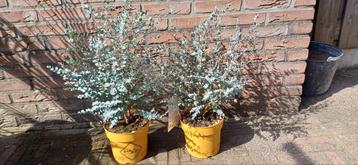 2 eucalyptus planten wij hebben ze over en kan niet retour  beschikbaar voor biedingen