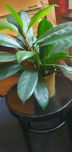 Ficus cyathistipula met effen groen van zichzelf blinkend bl, Ophalen, Ficus, Minder dan 100 cm