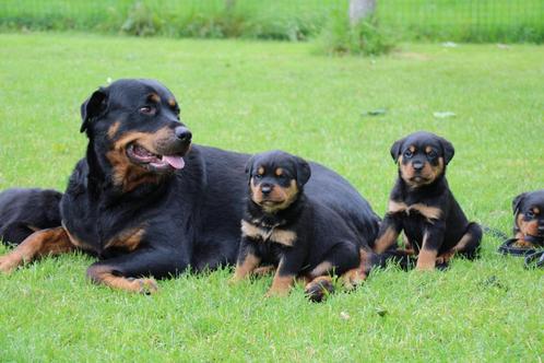 Prachtige rottweiler pups puppy's, Dieren en Toebehoren, Honden | Bulldogs, Pinschers en Molossers, Reu, Rottweiler, Particulier